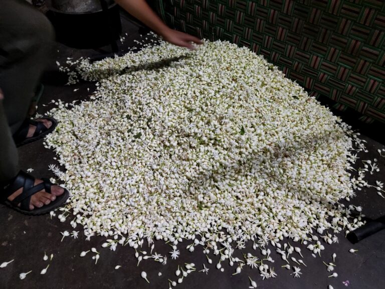 Fresh jasmine flowers ready for distillation